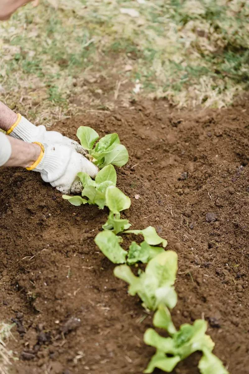 小さなお庭でも楽しめる植栽アイデア