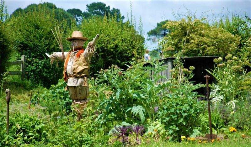 芝生の手入れと張り替え